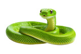 green snake on transparent background