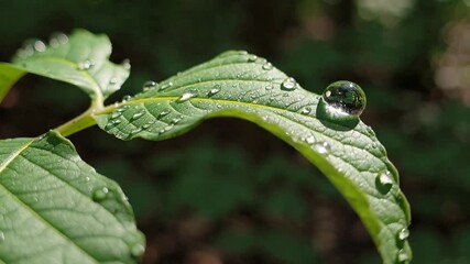 Poster - Dew Drops on Green Leaves Natures Water Gems in Serene Beauty