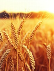 Aufkleber - Golden wheat fields sway gracefully under the warm glow of the setting sun in a serene countryside landscape. Generative AI
