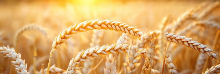 Aufkleber - Golden wheat field under a bright sunset showcasing natures bounty and agricultural beauty in a rural landscape. Generative AI