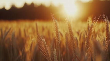 Leinwandbilder - Golden wheat field glowing under the sunset sky in late summer. Generative AI