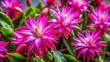 © Danicha - Vibrant Christmas Cactus Blooming, Close-Up Macro Shot, Rule of Thirds Composition