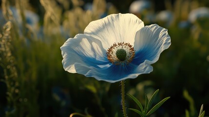Poster - Single blue and white flower illuminated by sunlight with green background and soft bokeh effects Copy Space