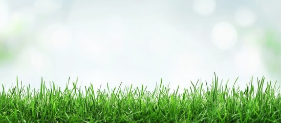 Poster - Lush green grass with blurred background and ample copy space for text placement