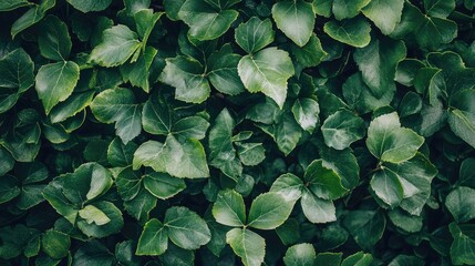 Poster - Lush green ivy leaves texture background with Copy Space for text placement