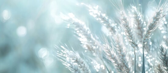 Aufkleber - Delicate shimmering grass blades in soft focus with a blurred background and bokeh effect displaying copy space for text placement