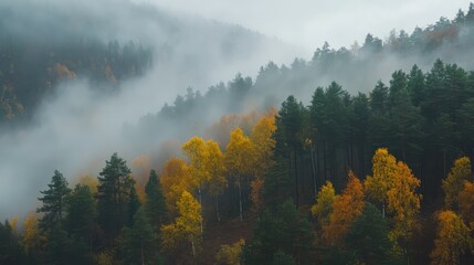 Poster - autumn forest landscape with misty mountains and colorful trees in fog with visible copy space for t