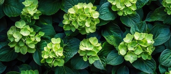 Poster - Lush green hydrangea leaves and flowers in a natural garden setting with ample copy space for text placement