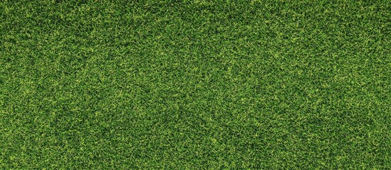 Poster - Green grass texture with vivid colors and natural patterns suitable for backgrounds and design projects Copy Space