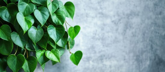 Poster - Green heart-shaped leaves of a plant growing against a textured grey wall with copy space for text
