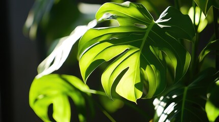 Poster - Monstera plant leaves in natural light with vibrant green colors and textured details Copy Space