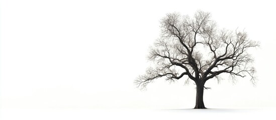 Poster - Lonely bare tree on white background with ample copy space for text or graphics