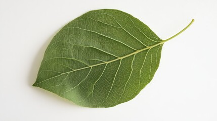 Poster - Green leaf on white background with detailed vein structures and Copy Space for text placement.