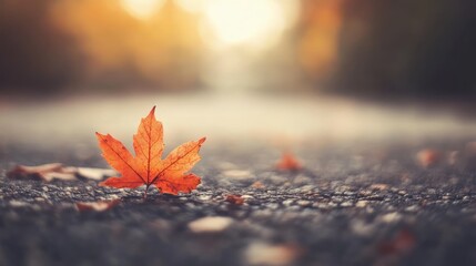 Poster - Close-up of a single red maple leaf on a blurred asphalt road during autumn with soft focused background and warm lighting Copy Space