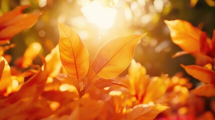 Poster - Close-up of vibrant orange leaves illuminated by sunlight with a soft blurred background and copy space for text