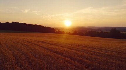 Poster - Sun setting over golden wheat field with trees in the background during twilight hours in the countryside. Generative AI
