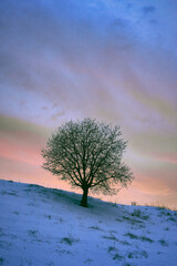 Wall Mural - Tree on a meadow from the rural landscape below Skreia, Toten, Norway, an afternoon of January 2025.