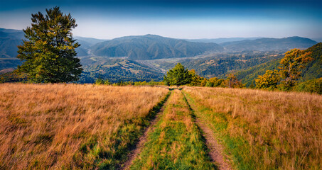 Wall Mural - captivating autumn scene of big beerch tree nad old country road to kolochava village. astonishing m