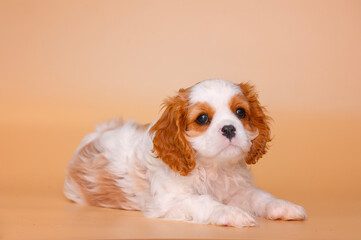 Wall Mural - small cavalier king charles spaniel puppy on beige background isolated