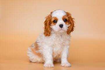 Wall Mural - small cavalier king charles spaniel puppy on beige background isolated