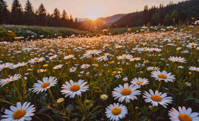 Poster - A field of white flowers with the sun shining on them. The sun is in the background and the flowers are scattered throughout the field