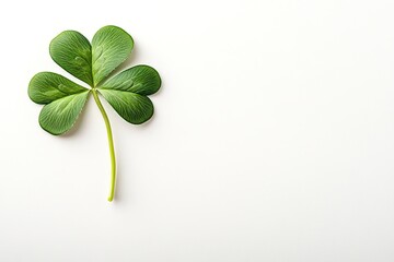 Poster - simple green shamrock placed on smooth white background with soft natural shadows