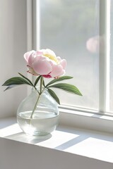 Poster - single peony in glass vase placed on bright windowsill with soft light creating gentle shadows