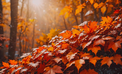 Poster - A forest with a lot of orange leaves on the ground. The leaves are scattered all over the ground and some are on the ground near the trees