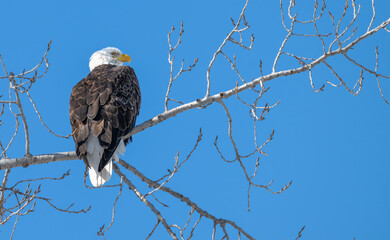american bald eagle perched in a bare tree in winter.