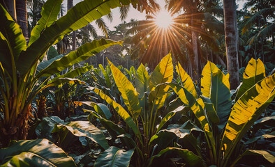 Poster - A lush green jungle with a sun shining through the trees. The sun is casting a warm glow on the leaves and the ground