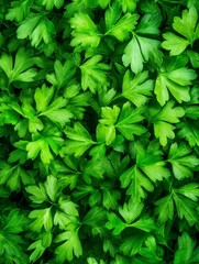 Wall Mural - Lush Green Parsley Background - Vibrant close-up of fresh parsley leaves, perfect for culinary or nature-themed designs.