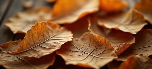 Aufkleber - Close-up view of dry tobacco leaves. Detailed patterns, textures visible. Dried leaves stacked on dark surface. Natural light highlights leaf veins. Autumnal tones. Perfect for beauty in nature