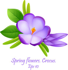  first flowers.  beautiful spring flowers crocuses . spring fragrant flowers of crocus and green grass.  Eps10