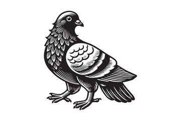 pigeon silhouette