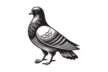 Pigeon Silhouette