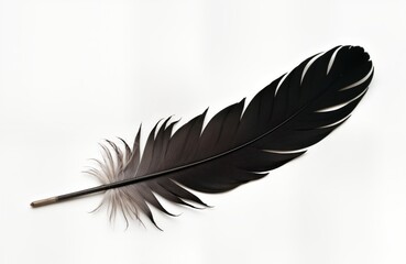 Poster - Close-up view of single black bird feather against plain white background. Feather shows intricate detail, soft texture. Monochromatic color scheme creates striking visual impact. Natural beauty,