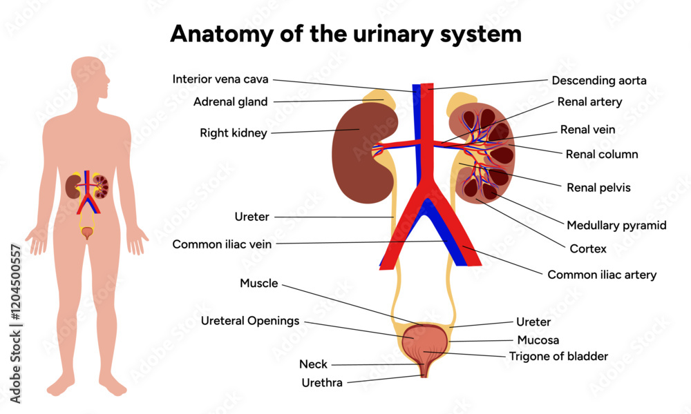 Human anatomy of the urinary system. Medical illustration. Kidney ...