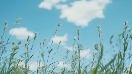 Poster - Tall grasses under a clear blue sky, suitable for outdoor or nature-themed projects