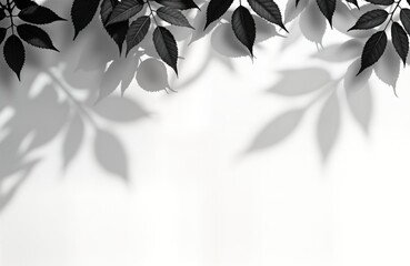 Poster - Natural light creates soft shadows of leaves, branches on plain white background. Abstract design, great for templates. Suitable for variety of purposes, including graphic design, interior design,