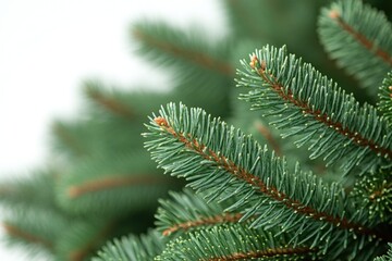 Poster - A detailed view of a pine tree's green needles