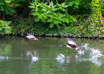 Wall Mural - Canada geese on and taking off from river