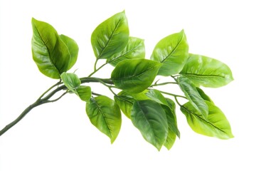 A detailed view of a plant's leaves with green color