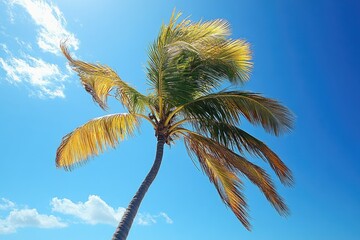 Aufkleber - A palm tree stands tall on a sandy beach with a bright blue sky behind