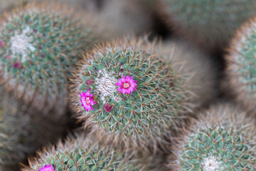 Pink flower on spiny pincushion cactus