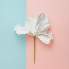 Leinwandbilder - Elegant white flower placed on a pastel background with pink and blue tones during daylight hours. Generative AI