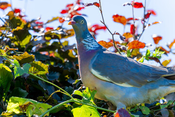 Wall Mural - Wood pigeon back-lit by sun in top of tree