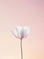 Leinwandbilder - Delicate white flower stands against soft pastel background at sunset highlighting its beauty. Generative AI