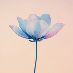 Poster - Beautiful pastel flower blooming against a soft pink background in a serene setting during the daytime. Generative AI