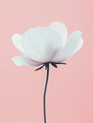 Poster - White flower stands elegantly against a soft pink background showcasing delicate petals and serene beauty in calm lighting. Generative AI