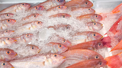 Wall Mural - Red-skinned sea fish on ice at the fresh market